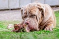 Neapolitan Mastiff Dog Lying Chewing A Large Raw Bone Royalty Free Stock Photo