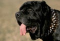 Neapolitan Mastiff Dog, Old Standard Breed with Cut Ears