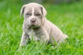 Neapolitan Mastiff Female Puppy Resting