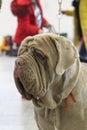 Dog show - portrait of a Mastino Napoletano