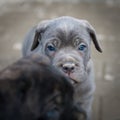 Neapolitan Mastiff puppies