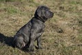 Neapolitan Mastiff puppy