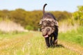 Neapolitan Mastiff running on the meadow Royalty Free Stock Photo