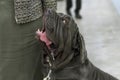 Neapolitana Mastino a huge dog with a calm character Close-up