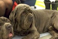 Neapolitana Mastino a huge dog with a calm character Close-up