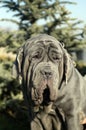 Neapolitano Mastiff Royalty Free Stock Photo