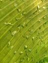 Water droplets in green banana leaf capture Royalty Free Stock Photo