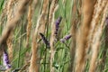 Ammophila - plant. Summer.