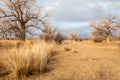 Near desert. desert. steppe.