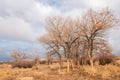 Near desert. desert. steppe.