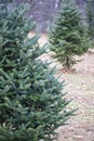 Near and Far Douglas Firs at the Tree Farm Royalty Free Stock Photo