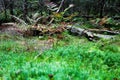 Near the fern bush lies a fallen tree. Forest autumn background Royalty Free Stock Photo