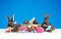 Near the flowers and Easter basket with eggs rabbits big and small