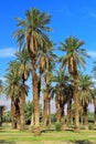 Date Palm Trees at Furnace Creek, Valley National Park, California Royalty Free Stock Photo