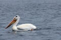 Pelicans on Lake of the Woods