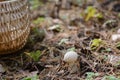 Near the mushroom basket there is a mushroom fuzz-ball.