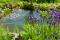 Near-natural garden pond with blue iris flower