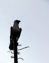 Eagle Statue atop a metal tree
