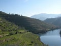 Portuguese terraces Porto Douro Valley Royalty Free Stock Photo