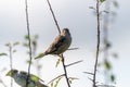 House sparrow (Passer domesticus Royalty Free Stock Photo