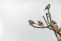 House sparrow (Passer domesticus Royalty Free Stock Photo