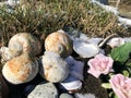 Moon Snails and Roses, on a Cedar Stump at water`s edge Royalty Free Stock Photo