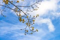 Falling of golden leaves in autumn Royalty Free Stock Photo