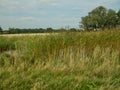 Wild grass and the landscape