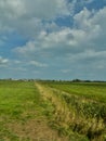 Across the Norfolk fields