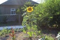 Near a single-story house a large sunflower grows.