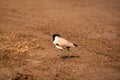 Near threatned bird river lapwing or Vanellus duvaucelii bird closeup or portrait at dhikala zone of jim corbett national park or