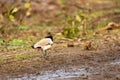 Near threatned bird river lapwing or Vanellus duvaucelii bird closeup or portrait at dhikala zone of jim corbett national park or