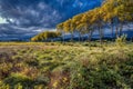 A stormy sky behind plane trees and open fields lit by late afternoon sunlight in autumn Royalty Free Stock Photo