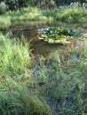 Humid Biotope in Upper Bavaria Royalty Free Stock Photo