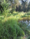 Humid Biotope in Upper Bavaria Royalty Free Stock Photo