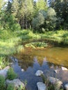 Humid Biotope in Upper Bavaria Royalty Free Stock Photo