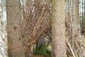 Near the trees is a small hut made of many branches in the forest