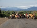 NEAR TURMI, ETHIOPIA, MAY 11TH. 2019, Boss chasing sheep in the morning grazing, May 11Th. 2019 Near Turmi, Ethiopia Royalty Free Stock Photo