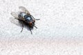 Near view of a black fly Royalty Free Stock Photo