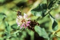 Near view of a pollinator bee flying to a flower on a summer day