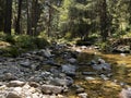 Near water in the river, travel to the mountaintrees of a green forest