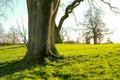 Nearby, in focus oak tree seen in a large park. Royalty Free Stock Photo