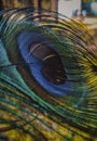 The nearest picture of the peacock feather