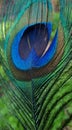The nearest picture of the peacock feather