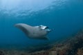 Nearing mantaray Royalty Free Stock Photo