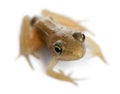 Nearly adult Common Frog, Rana temporaria