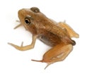 Nearly adult Common Frog, Rana temporaria