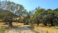 A nearly dry creek bed surrounded by trees, New Zealand Royalty Free Stock Photo