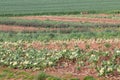 nearly empty field of brassica crops