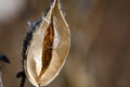 Nearly Empty Milkweed Pod